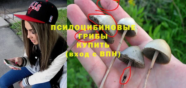 стаф Алзамай